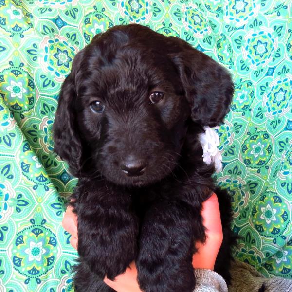 Kona